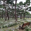 지천솔밭 이미지