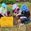 병철농장 이미지