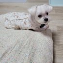 여울동물병원 | 여울동물병원 - 엑시머 장비 및 치료후기 2편