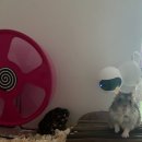 pet39누8493 | <02> 영수의 부하, 중국 직구에 빠지다 "niteangel 직구 후기"