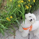 꾸꾸멈머 | 은행동애견미용 강아지 미용실 꾸꾸멈머