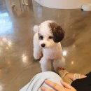 달달하개 이미지