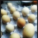 웅천초교병설유치원 이미지