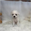 천안 강아지분양 고양이분양 파라다이스펫본점 이미지