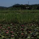 상주 공검지 이미지