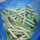 08/07/10 강남콩(kidney-bean) 이미지