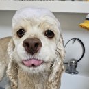 DOG 깨비 이미지