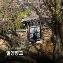 밀양향교 | 밀양 드라이브 코스 밀양향교 매화 경남 꽃구경 가볼만한곳