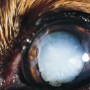 하일동물병원 이미지