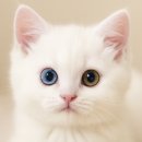 비전약국 | 안구건조증 증상과 원인｜두통·시야 흐림까지 겪은 후기