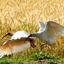 우포따오기 사진전 이미지