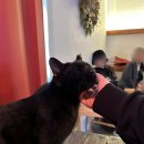 [수원 고양이 카페] 광교 카페거리 애견동반 가능한 "소풍" 다녀왔어요