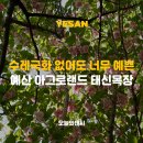 예산목장 | 예산 아그로랜드 태신목장 후기(수레국화 없는 방문 후기)
