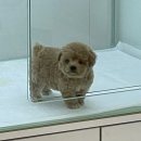 오마이퍼피 이미지