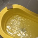 댕댕스파 이미지