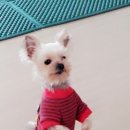 우리집코코 Daum카페