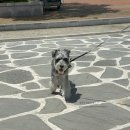 더원유포리아풀빌라 이미지