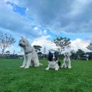 38.5DOG | [청주] 애견카페, <38.5독> 만두의 슬기로운 애카 생활 / 강아지운동장 / 대형견애견카페 추천