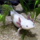 파충류샵 스마일게코 이미지