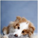 드림동물병원 이미지