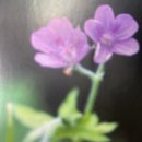이질풀(Geranium thunbergii): 약용·문화적 가치