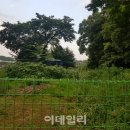 내곡동441 이미지