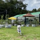 늘찬농장 | [계양구/다남동] 다남숲멍빌리지, 서울근교 넓은 반려견운동장 추천