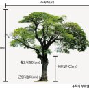 수목의 부위별 명칭(조경) 이미지