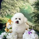 후니독 이미지