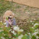 애견가을농장 이미지