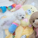 내품안의반려견 노원점 | 노원 강아지 분양 내품안의반려견 노원점