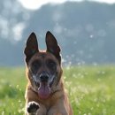 강아지 대공원 이미지