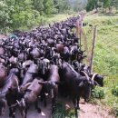 힘찬흑염소농장 이미지