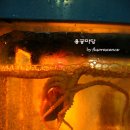 용궁낙지