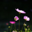 코스모스농원 Daum카페