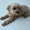 꿀멍꿀멍 이미지