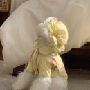 유어스프링 이미지