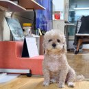 멍빵댕빵 이미지