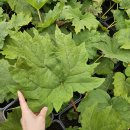 대황농장 이미지