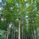 용의발광장 이미지