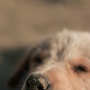 아이튼튼동물병원 이미지