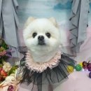 독살롱 다듬 이미지