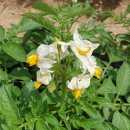 곰배령귀둔빌리지 이미지