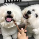 뽀송뽀송펫뷰티 이미지