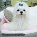 루띠