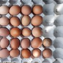 행운유정란 이미지