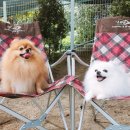 다독다독애견카페 이미지