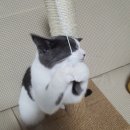 미소갈비 이미지