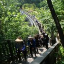 달맞이밤 이미지