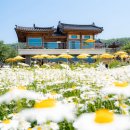 해바라기 애견 | [경북/경주]바실라 해바라기개화,맨드라미 ,청유채,샤스타데이지,경주애견동반카페추천